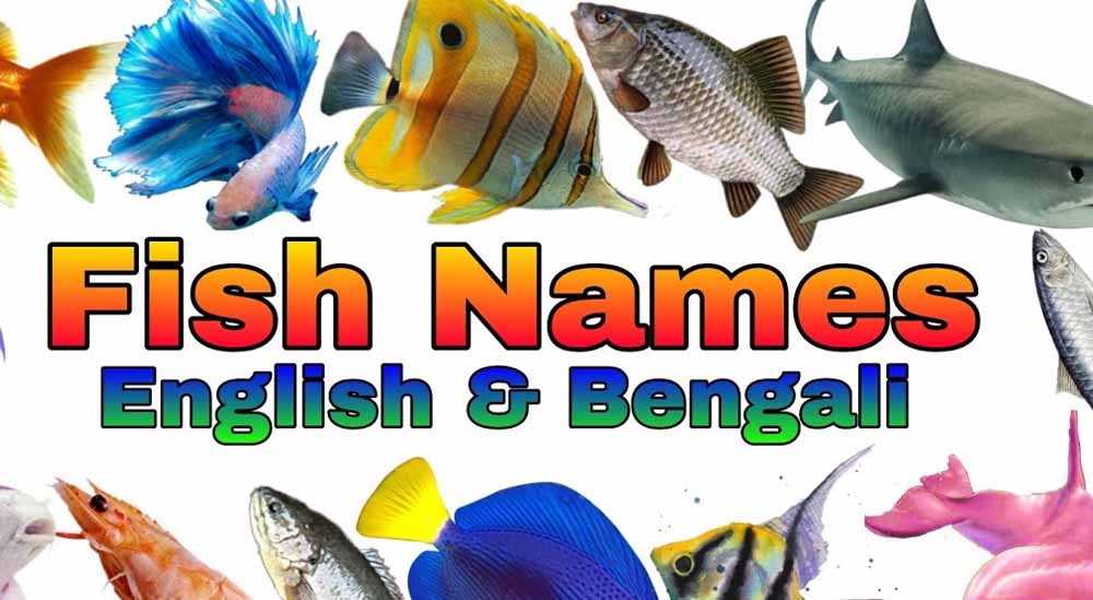 মাছের বাংলা ও ইরেজি নাম