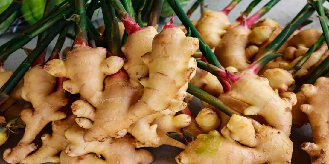 কাঁচা আদার উপকারিতা ও অপকারিতা